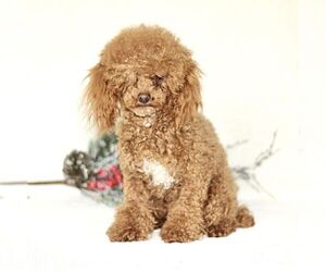 Father of the Cavapoo puppies born on 01/24/2025