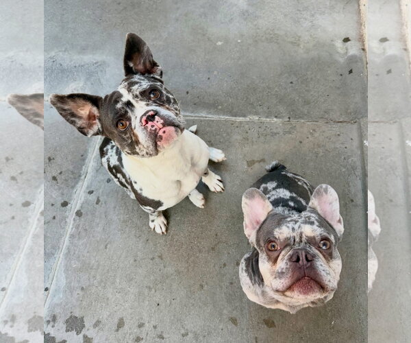 Medium Photo #3 Mutt Puppy For Sale in Las Vegas, NV, USA