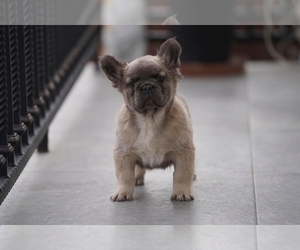 French Bulldog Puppy for Sale in HIRAM, Ohio USA