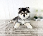 Small #4 Pomsky