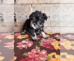 Small #18 Schnauzer (Miniature)