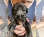 Puppy Blue Irish Wolfhound