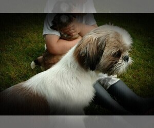 Mother of the Shih Tzu puppies born on 04/24/2025