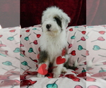 Puppy 1 Miniature Bernedoodle