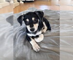 Small #1 Miniature Pinscher Mix
