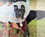 PILLO - Male Mutt Dog for Adoption - Small photo