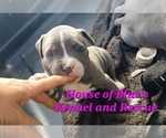 Small #9 American Pit Bull Terrier