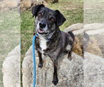 Small #6 Beagle Mix