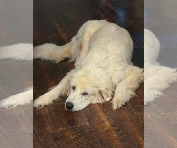 Medium Photo #3 Great Pyrenees-Unknown Mix Puppy For Sale in Minneapolis, MN, USA