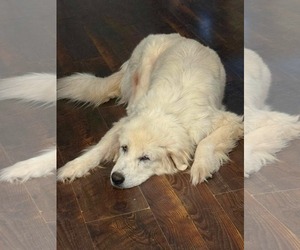 Lucki - Female Great Pyrenees-Unknown Mix Dog for Adoption - Photo #3