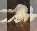 Small #2 Great Pyrenees Mix