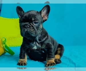 French Bulldog Puppy for sale in BOSTON, MA, USA