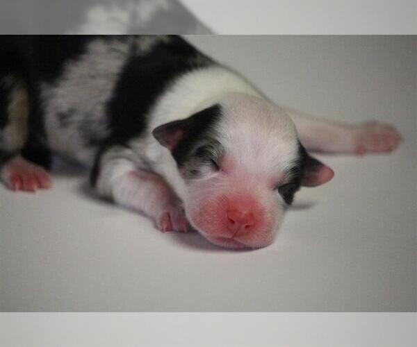 Medium Photo #2 Miniature Australian Shepherd Puppy For Sale in CIRCLEVILLE, UT, USA