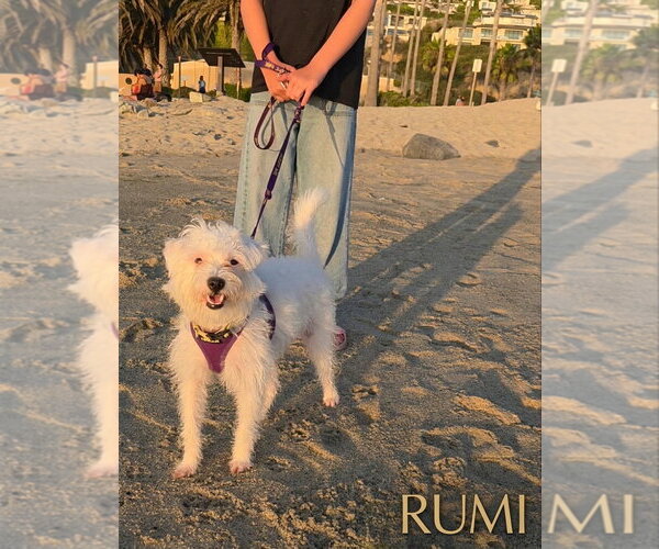 Medium Photo #3 Mutt Puppy For Sale in Menifee, CA, USA