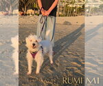Small #2 Mutt