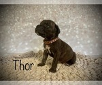 Small Photo #11 Cane Corso Puppy For Sale in SPRING, TX, USA