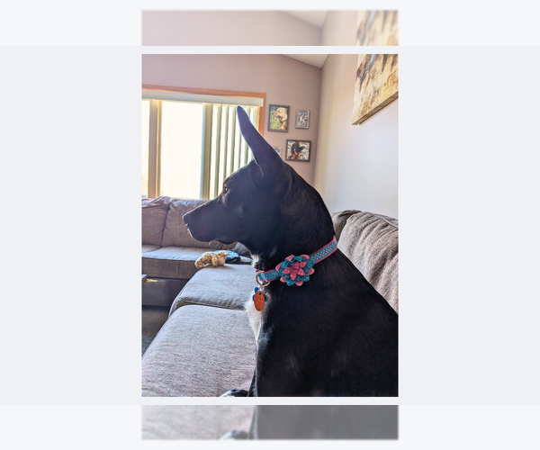 Medium Photo #10 Mutt Puppy For Sale in Minneapolis, MN, USA