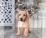 Small Photo #1 Dachshund Puppy For Sale in MOUNT VERNON, OH, USA