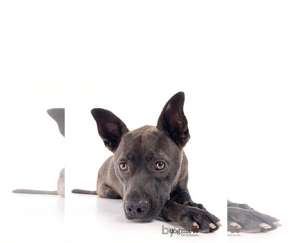 Medium Photo #8 Australian Kelpie-Labrador Retriever Mix Puppy For Sale in Newport Beach, CA, USA