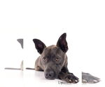 Small #7 Australian Kelpie-Labrador Retriever Mix