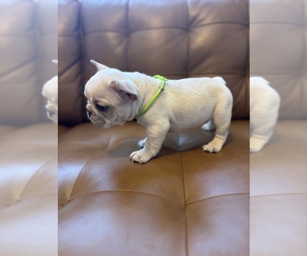 Medium Photo #3 French Bulldog Puppy For Sale in ENGLEWOOD, CO, USA