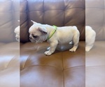 Small #2 French Bulldog