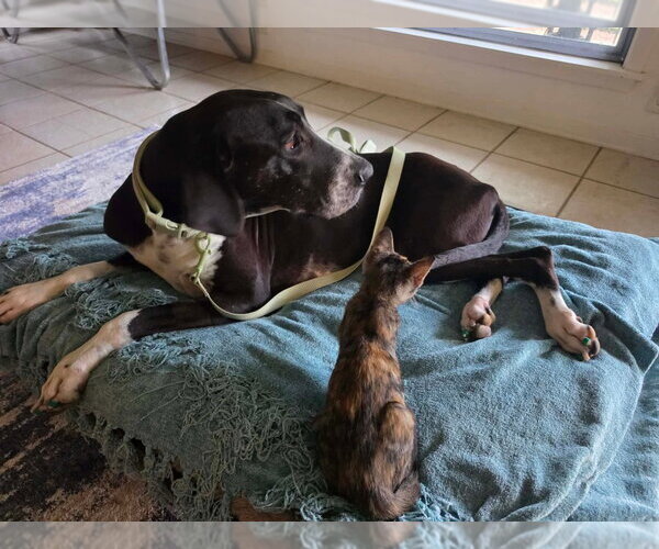 Medium Photo #7 Great Dane Puppy For Sale in Bullard, TX, USA