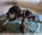 Small #6 Great Dane
