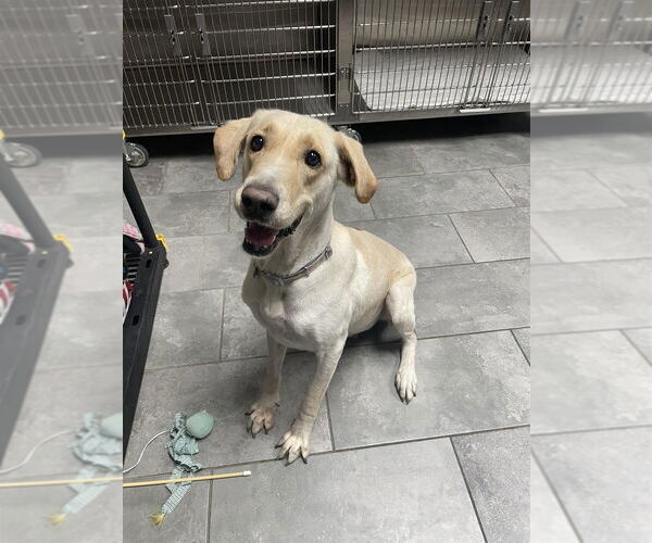 Medium Photo #3 Labrador Retriever-Unknown Mix Puppy For Sale in New York, NY, USA