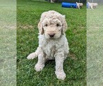 Puppy Fern Goldendoodle