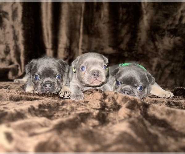Medium Photo #1 French Bulldog Puppy For Sale in CHICAGO, IL, USA