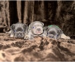 Small French Bulldog