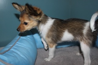 Papillon Puppy for sale in WESTON, MO, USA