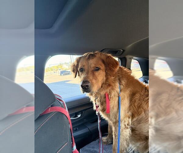 Medium Photo #1 Golden Retriever-Unknown Mix Puppy For Sale in San Antonio, TX, USA