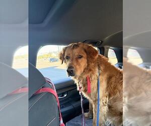 Golden Retriever-Unknown Mix Dogs for adoption in San Antonio, TX, USA