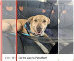 Small #8 American Staffordshire Terrier-Labrador Retriever Mix