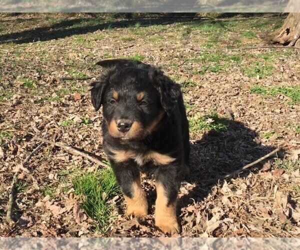 Medium Photo #1 English Shepherd Puppy For Sale in WAYNESBORO, TN, USA