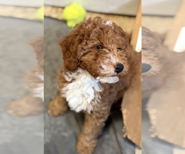 Medium Photo #7 Goldendoodle (Miniature) Puppy For Sale in SAINT MARYS, KS, USA