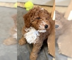 Small #6 Goldendoodle (Miniature)