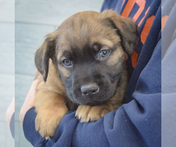 Medium Photo #3 Colonial Cocker Spaniel-German Shepherd Dog Mix Puppy For Sale in Huntley, IL, USA