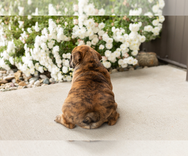 Medium Photo #7 English Bulldog Puppy For Sale in BOURBON, IN, USA
