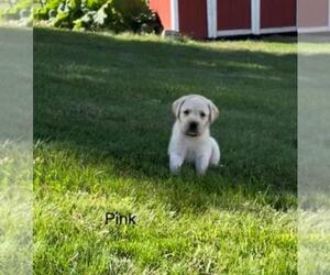 Labrador Retriever Puppy for sale in Tekonsha, MI, USA