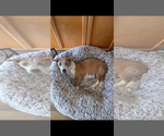 Small #3 Mutt