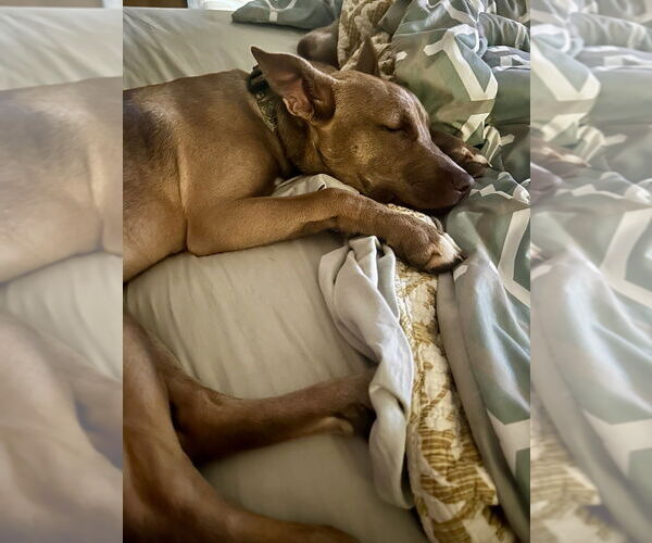 Medium Photo #16 American Pit Bull Terrier-Huskies  Mix Puppy For Sale in Raleigh, NC, USA