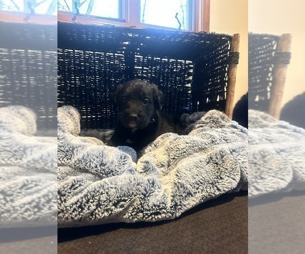 Medium Photo #3 Labradoodle Puppy For Sale in KIRKSVILLE, MO, USA