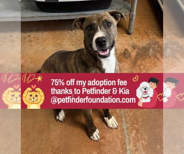 Medium Photo #14 Shollie Puppy For Sale in Bolivar, MO, USA