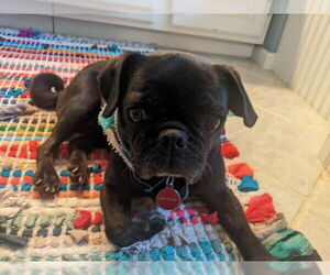 Pug Dogs for adoption in Indianapolis, IN, USA