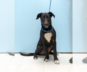 Labrador Retriever-Unknown Mix Dogs for adoption in Pryor, OK, USA