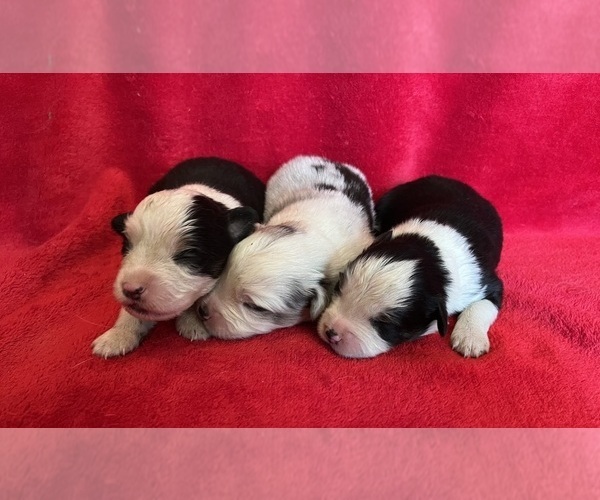 Medium Photo #5 Miniature Australian Shepherd Puppy For Sale in FORT MORGAN, CO, USA