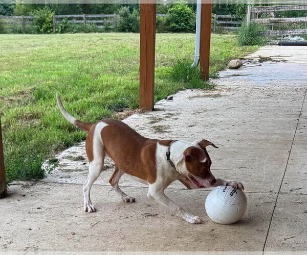 Medium Photo #5 American Pit Bull Terrier-Unknown Mix Puppy For Sale in Germantown, OH, USA